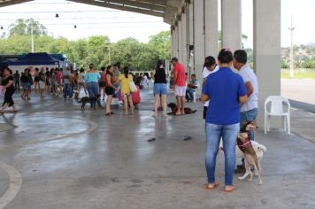 Foto - CAMPANHA DE CASTRAÇÃO 2024