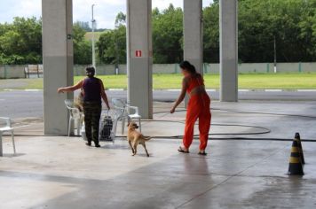 Foto - CAMPANHA DE CASTRAÇÃO 2024