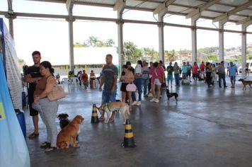 Foto - CAMPANHA DE CASTRAÇÃO 2024