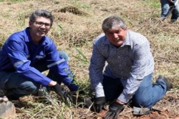 Foto - Plantio de mudas nativas na Cooreca