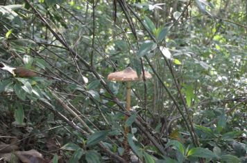 Foto - De Férias no Parque no Bairro Capelinha