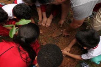 Foto - Dia da Árvore