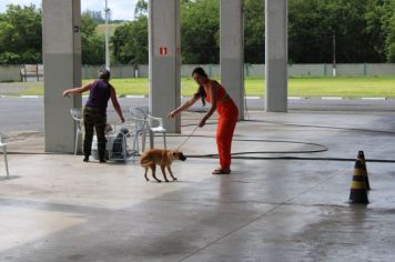 Foto - CAMPANHA DE CASTRAÇÃO 2024