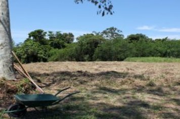 Foto - Plantio de mudas nativas na Cooreca