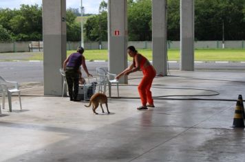 Foto - CAMPANHA DE CASTRAÇÃO 2024