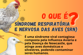 Divisão de Vigilância Sanitária informa os riscos de infecção em pessoas expostas a Síndrome Respiratória e Nervosa das Aves